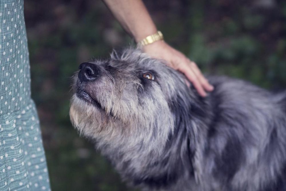 Başı okşanan gri tüylü bir köpek