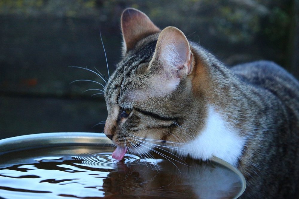 Su kabından su içen tekir bir kedi