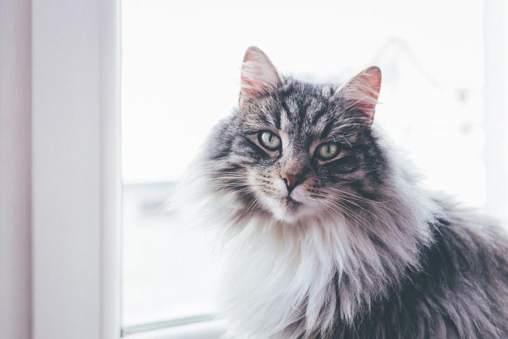Pencere kenarında oturan uzun tüylü bir kedi
