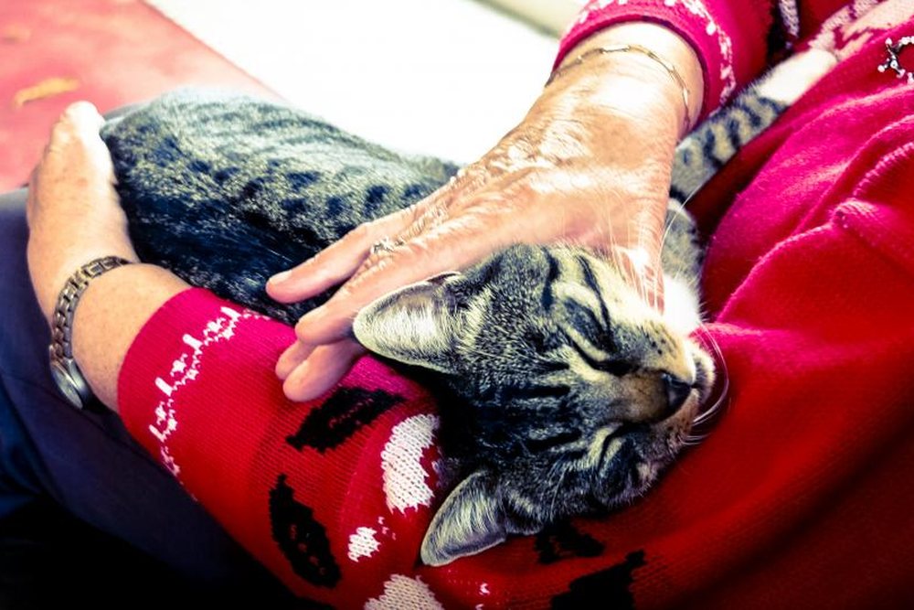 Kucakta sevilen yaşlı bir tekir kedi