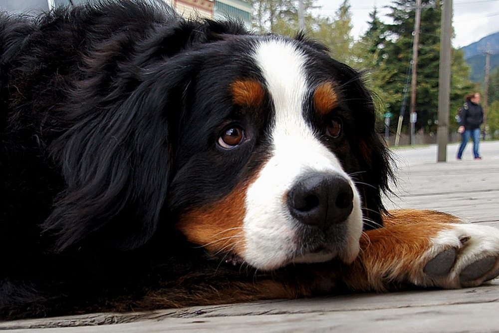 Yere uzanmış derin göğüslü büyük ırk bir köpek
