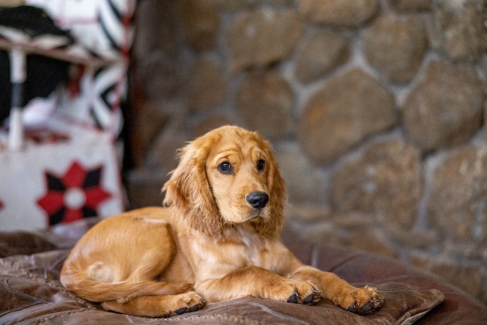 Uzanmış dinlenen küçük ırk bir köpek