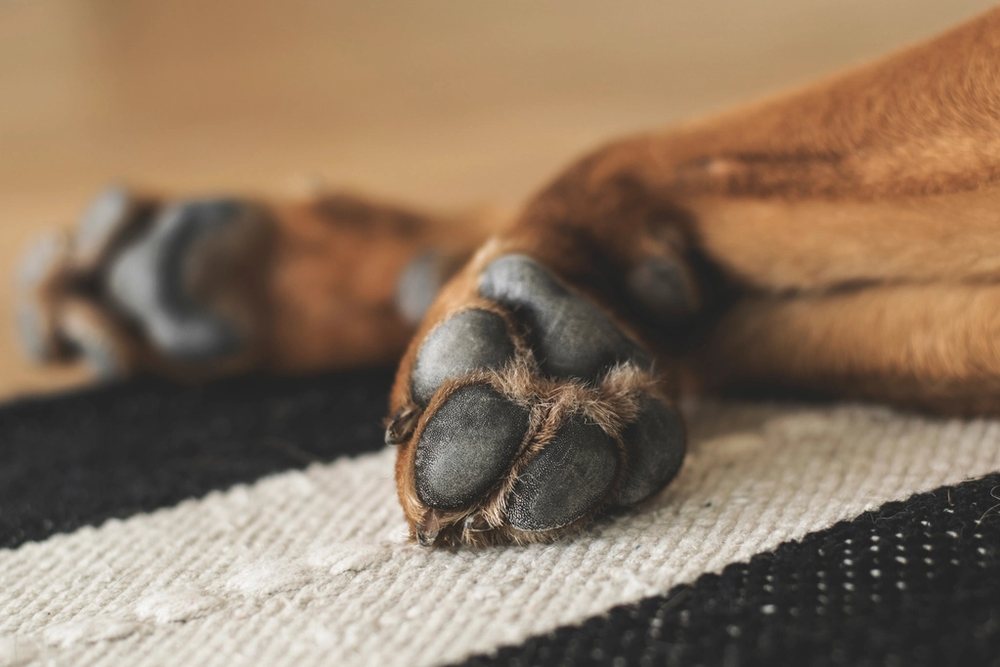 Halı üzerinde uzanan bir köpeğin patisi