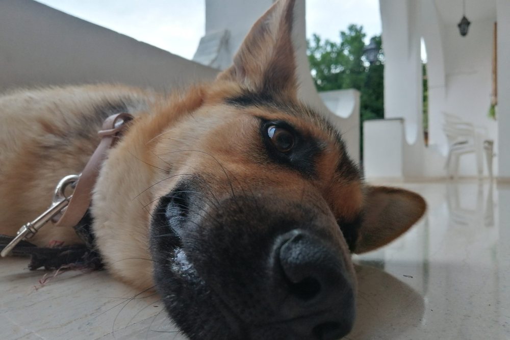 Yerde uzanmış dinlenen orta yaşlı bir köpek