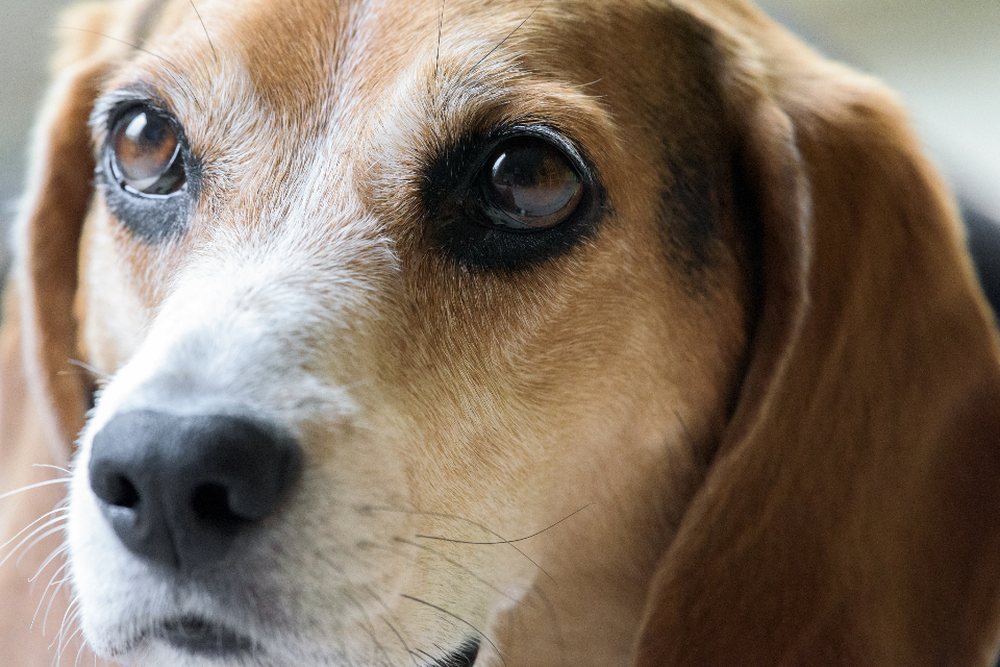 Yakın plan bir beagle köpeğinin portresi