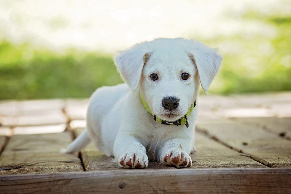 Sevimli bir labrador köpek yavrusu