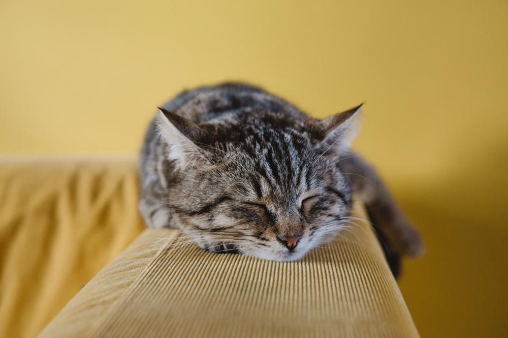 Sarı bir koltukta uyuklayan tekir kedi