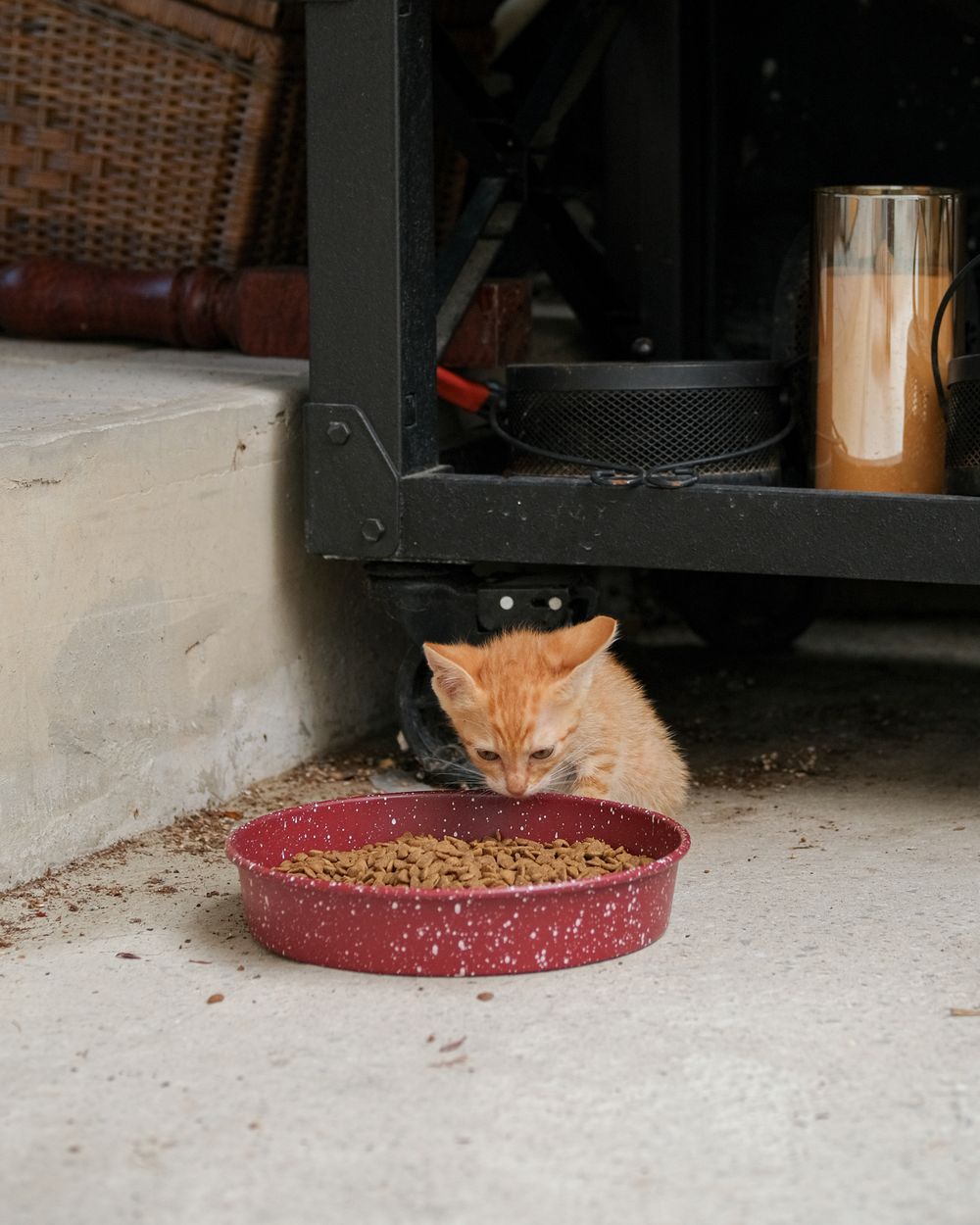 Mama kabından yemek yiyen yavru kedi