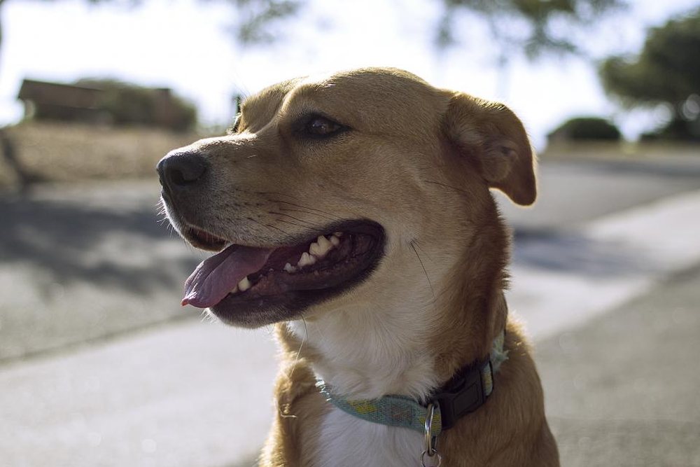 Tasmalı, dışarıda duran sarı bir köpek