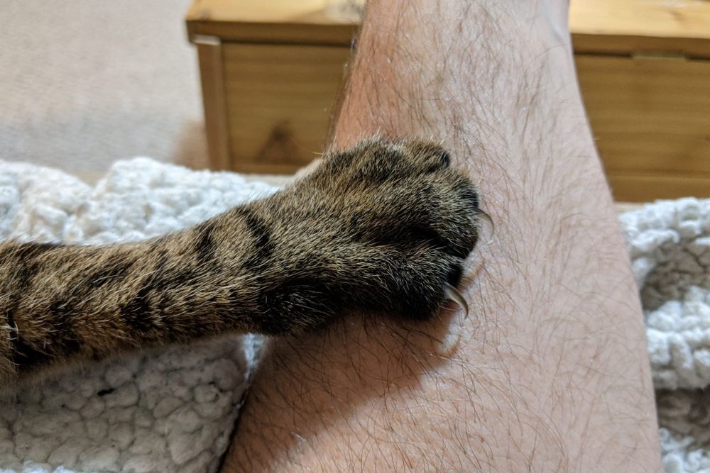 İnsan koluna uzanan, tırnakları görünen bir kedi patisi
