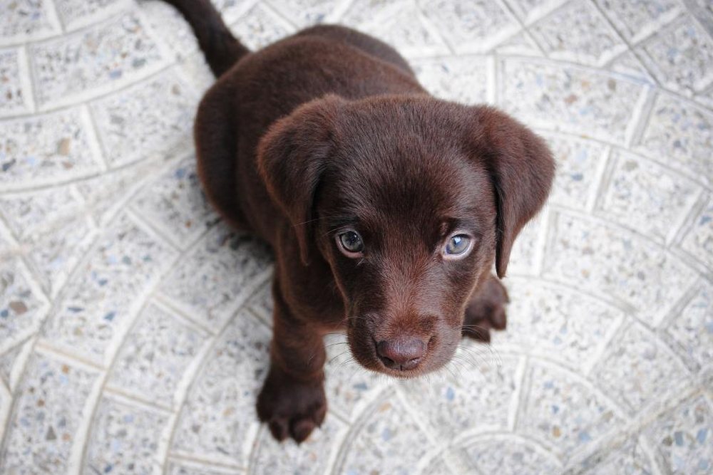 Yukarı bakan kahverengi bir yavru köpek