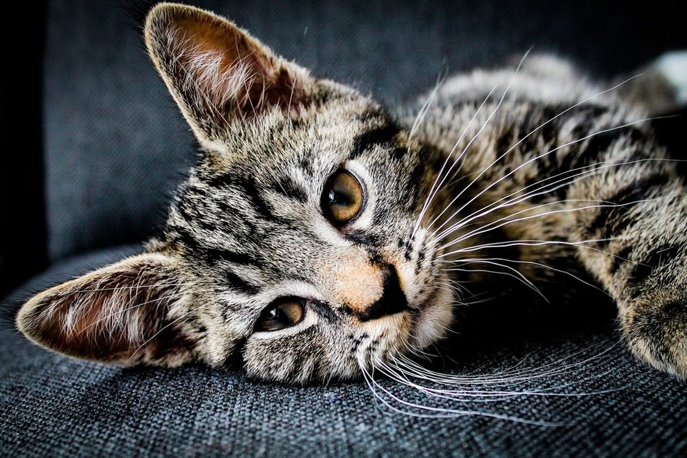 Sırtüstü uzanmış, rahat görünen tekir bir kedi