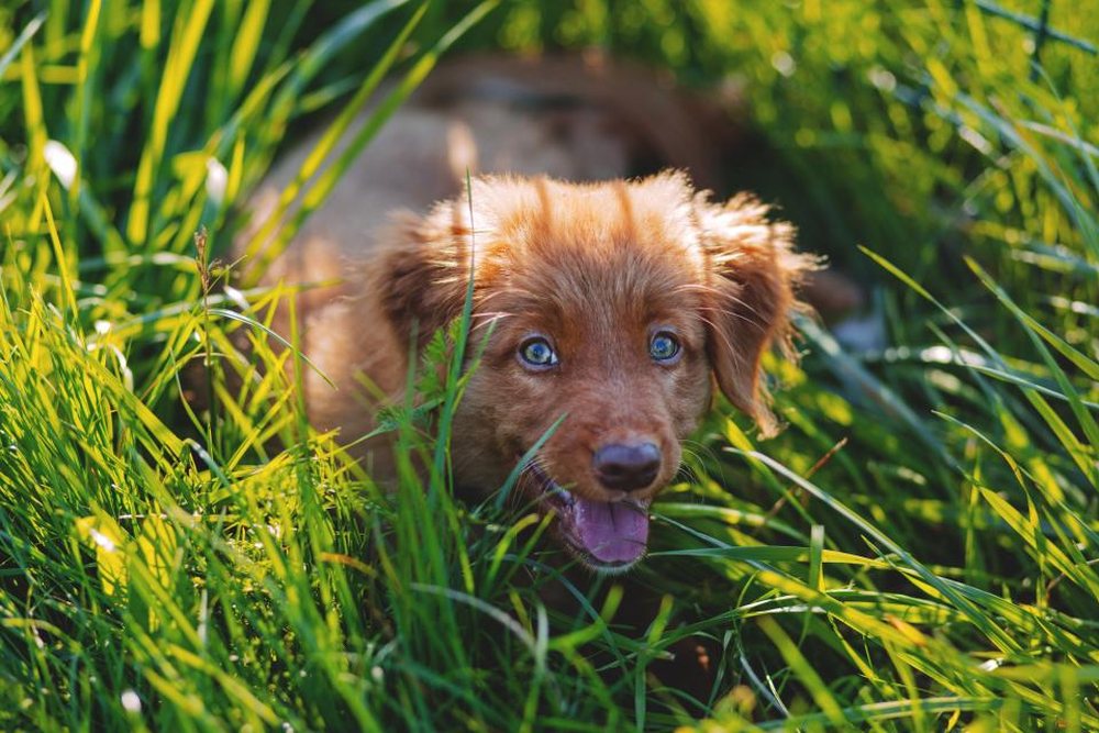 Çimenlerin arasından bakan bir yavru köpek