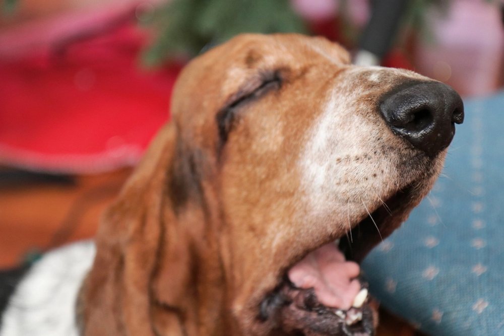 Gözleri kapalı, keyifli görünen yaşlı bir köpek
