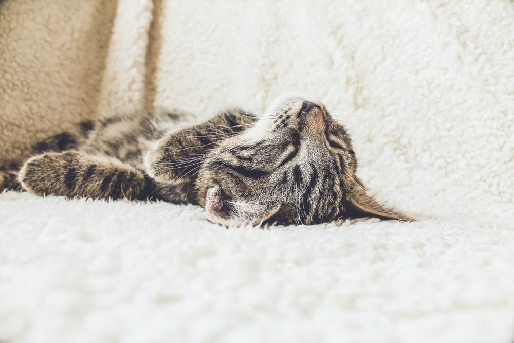 Yumuşak bir örtüde uyuyan yaşlı bir kedi