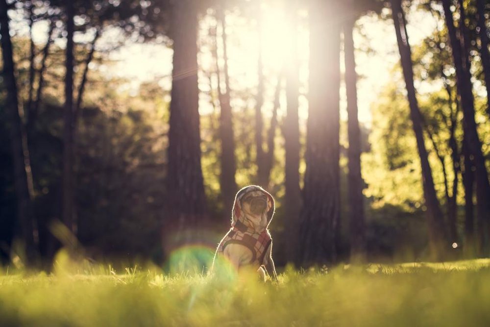 Güneşli bir ormanlık alanda yürüyen köpek