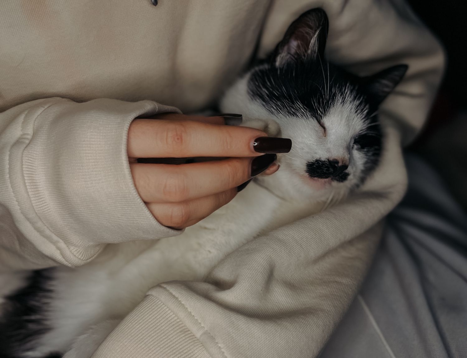 Veteriner kliniğinde kucakta taşınan bir kedi